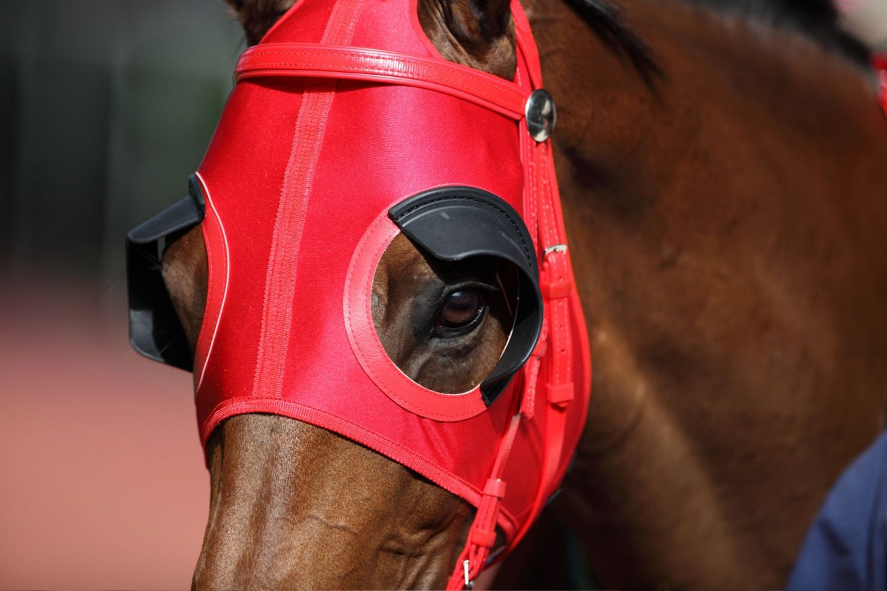 Atların kafasına neden maske takılır, ne işe yarar