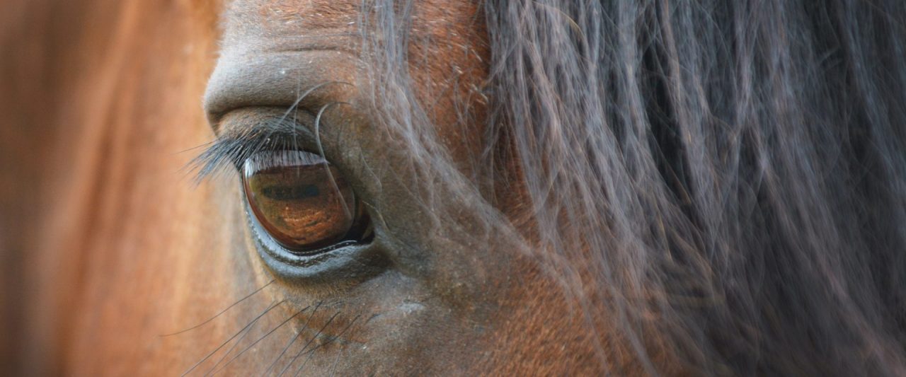 Ayağı Kırılan Atların Kurtarılma Şansı Var mı Neden Uyutulurlar